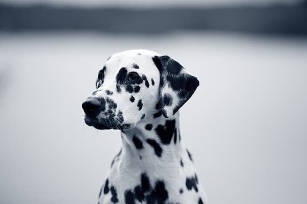 Een hond met zwarte vlekken.