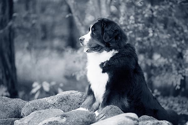 Een hond die op rotsen zit.