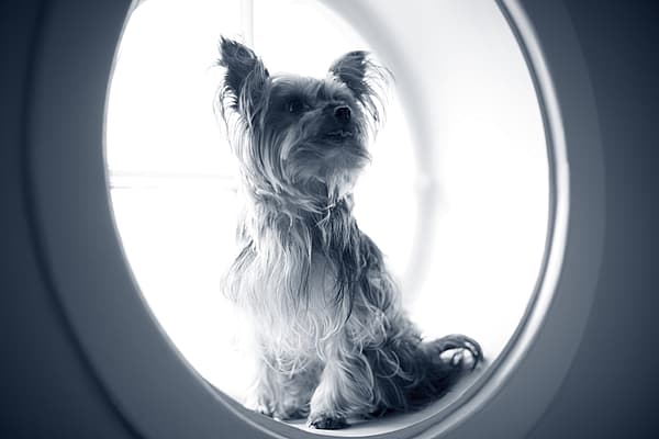 Een hond die in een cirkel zit.