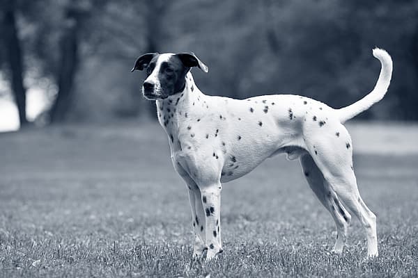 Een hond die zich in een veld bevindt.