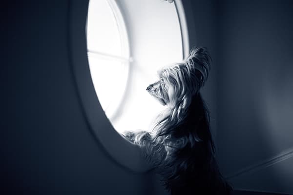 Een hond die uit een raam kijkt.