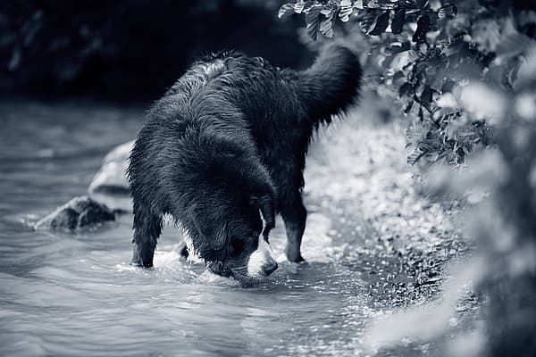 Een hond die zich in het water bevindt.