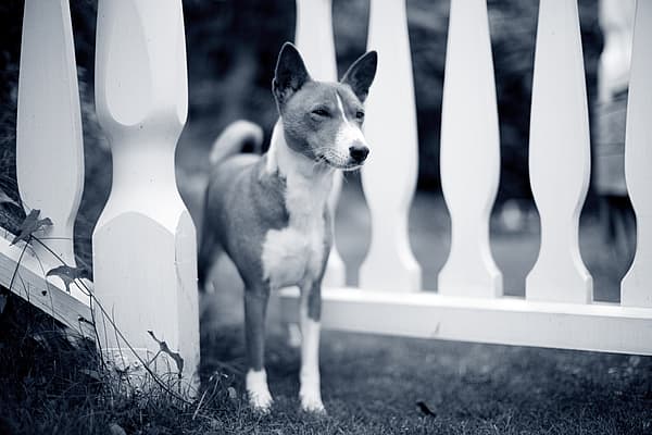 Een hond die zich voor een witte omheining bevindt.