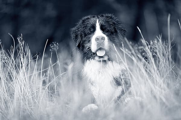 Een hond die in lang gras zit.