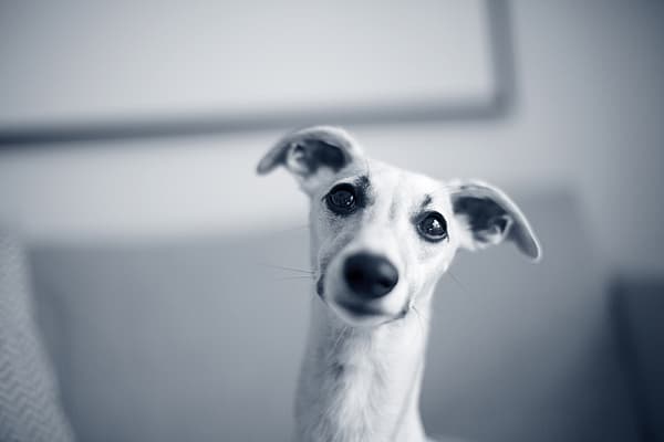 Een hond die de camera bekijkt.