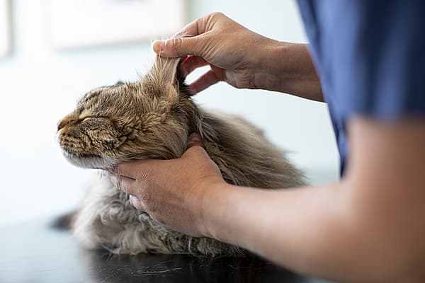 Een persoon die het oor van een kat vasthoudt.