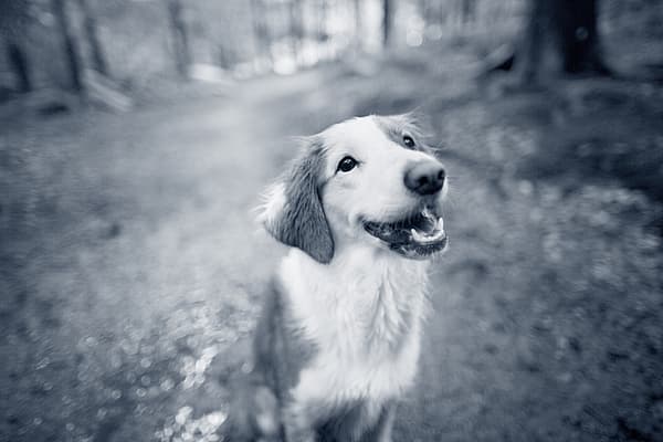 Een hond die omhoog naar de camera kijkt.