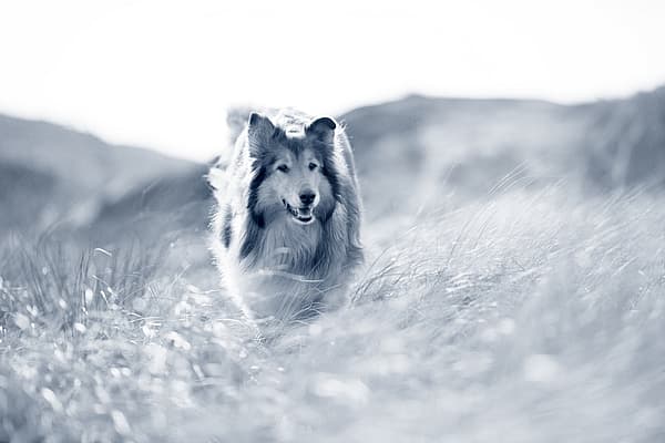 Een hond die door lang gras rent.