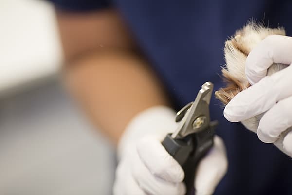 Een persoon die een vacht met een schaar knipt.