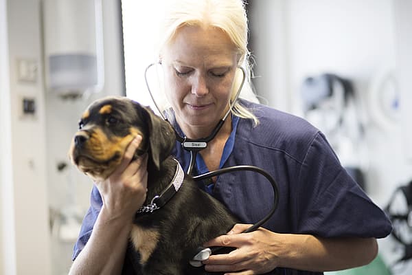 Een persoon die een stethoscoop draagt die een hond vasthoudt.