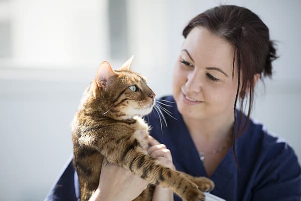 Een persoon die een kat vasthoudt.