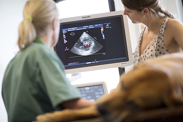 Een persoon die naar een hond op een computerscherm kijkt.
