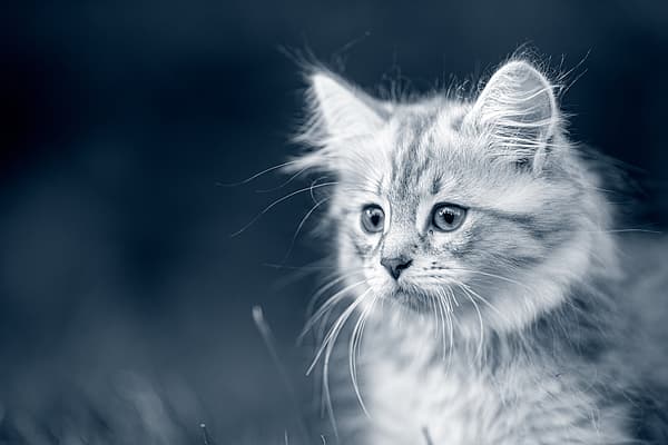 Een kat die de camera bekijkt.