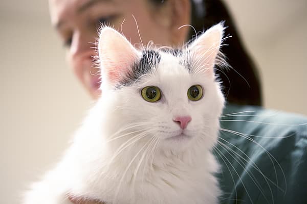 Een persoon die een kat vasthoudt.