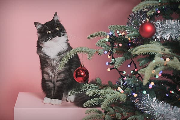 Een kat die naast een kerstboom zit.