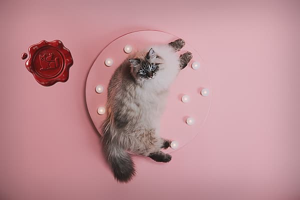 Een kat liggend op een roze plaat met lichten.