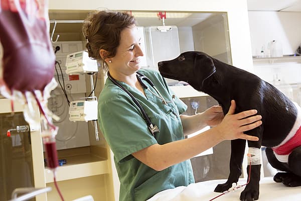 Een persoon die een hond vasthoudt.
