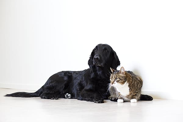 Een hond en een kat die op de vloer liggen.