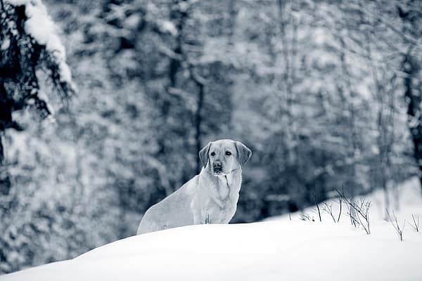Een hond die zich in de sneeuw bevindt.