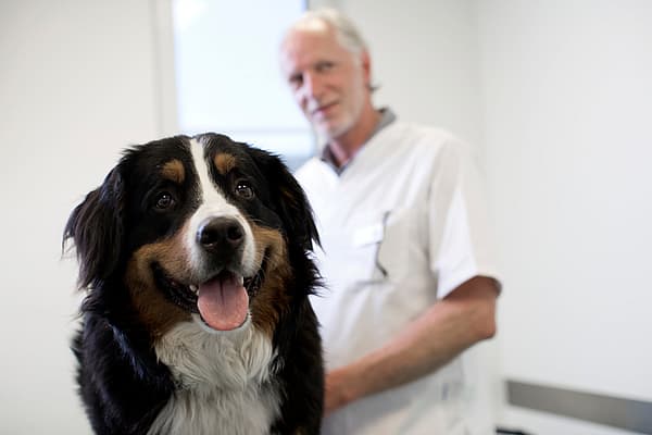 Een hond met zijn tong uit.