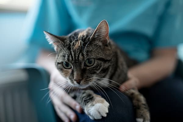 Een kat die op de schoot van een persoon zit.