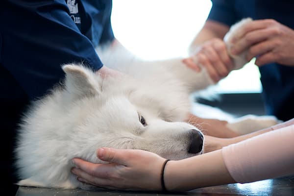Een persoon die een hond vasthoudt.