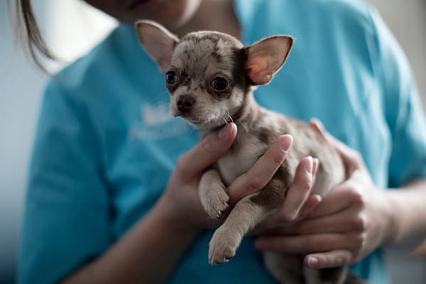 Een persoon die een kleine hond vasthoudt.