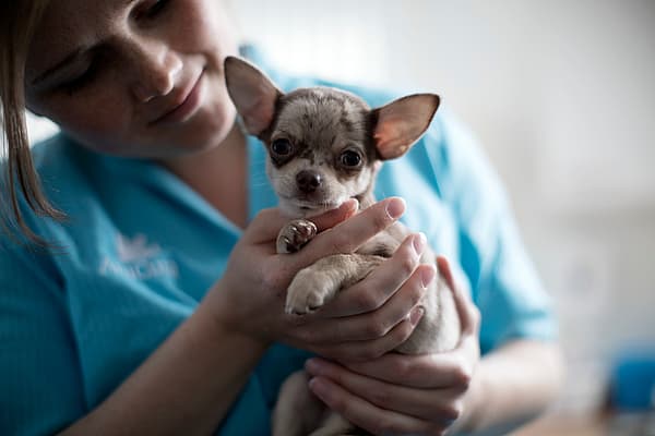 Een persoon die een kleine hond vasthoudt.