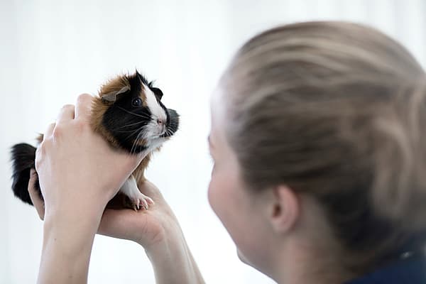 Een persoon die een cavia vasthoudt.