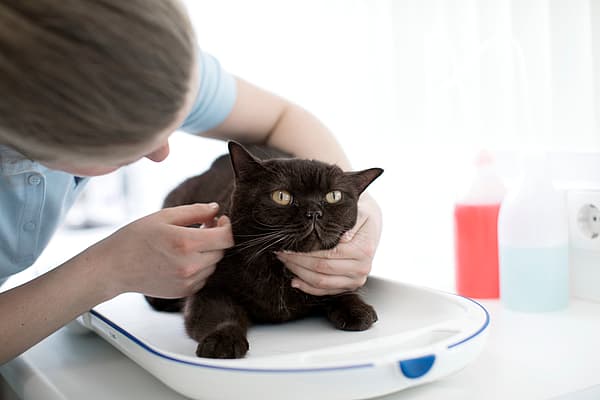 Een persoon die een kat aait.