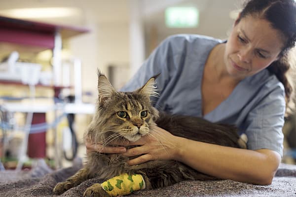 Een persoon die een kat aait.