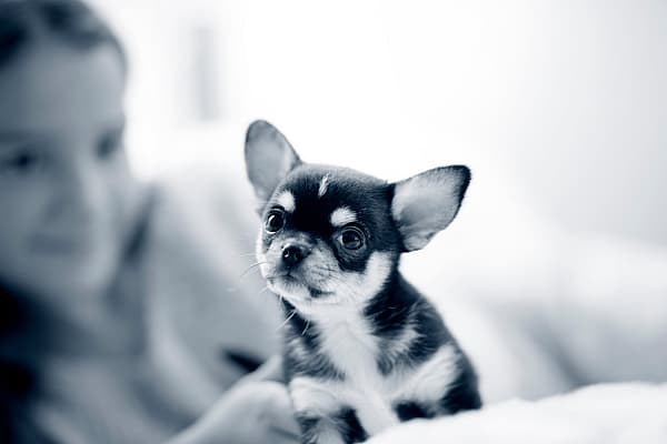 Een klein zwart-wit puppy.