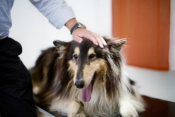 Een persoon die een hond aanraakt.