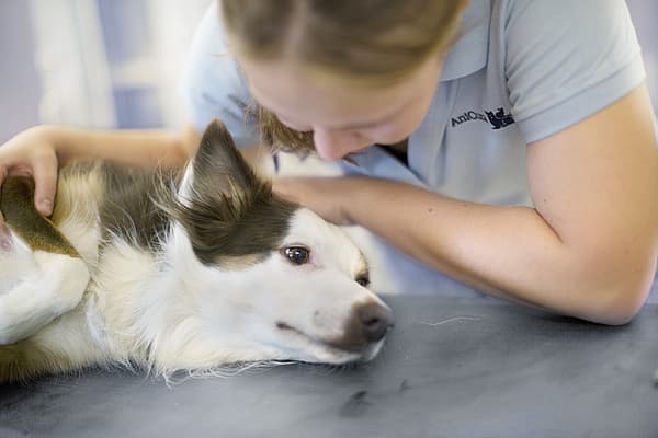 Een persoon die een hond aait.