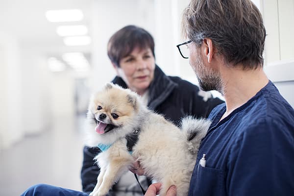 Een persoon die een kleine hond vasthoudt.