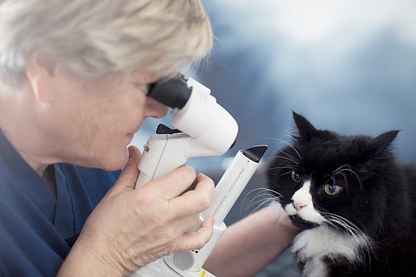 Een persoon die een microscoop gebruikt om de ogen van een kat te controleren.
