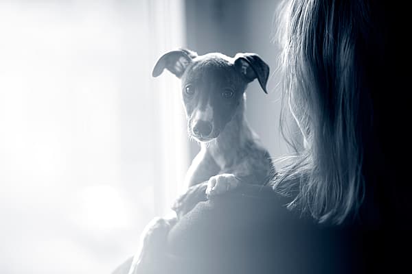 Een hond op de schouder van een persoon.