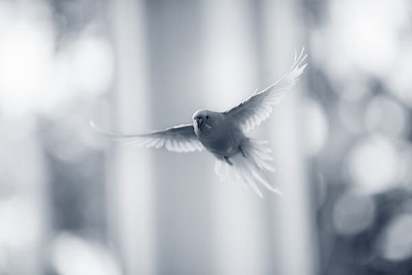 Een vogel die in de lucht vliegt.