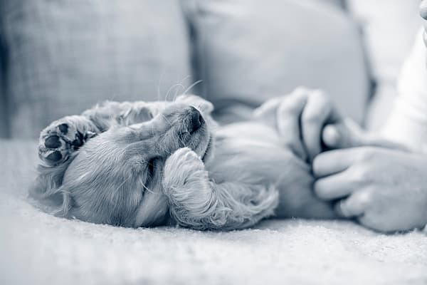 Een hond die op een bank ligt.