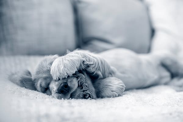 Een hond die op een bank ligt.