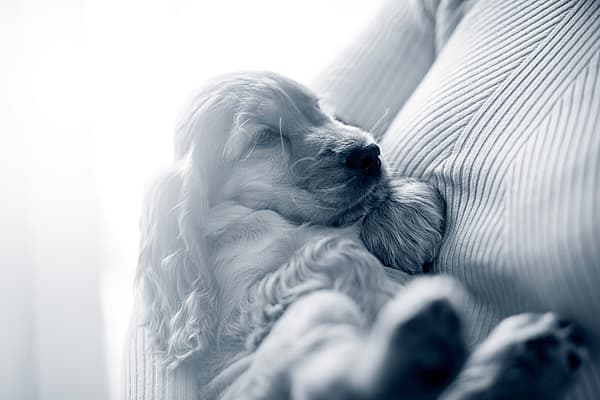 Een hond die op een bank ligt.