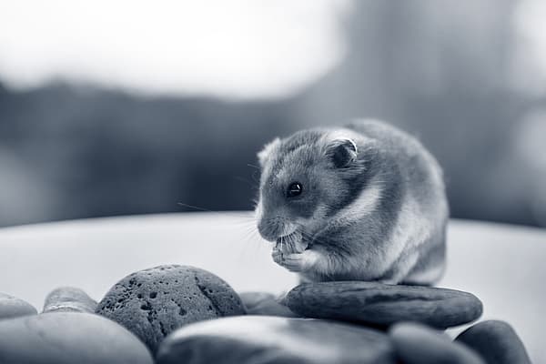 Een knaagdier dat een noot eet.