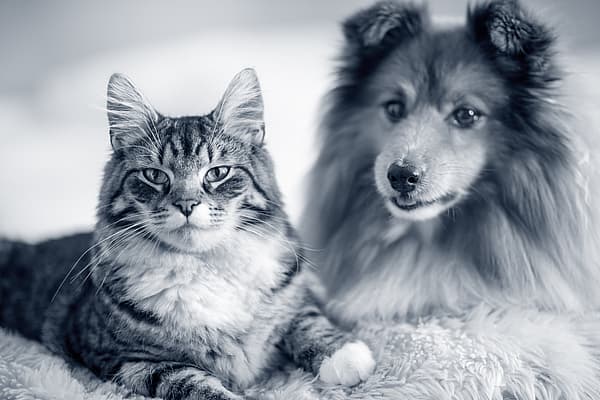 Een kat en een hond die op een deken liggen.