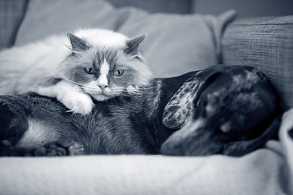 Een kat liggend op een hond.