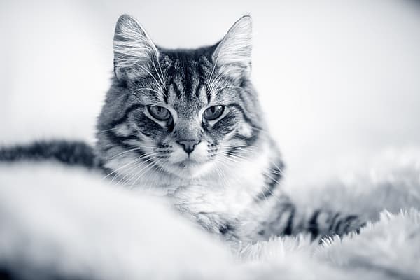 Een kat liggend op een witte deken.
