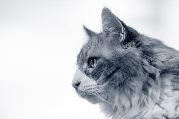 Een kat die omhoog kijkt.