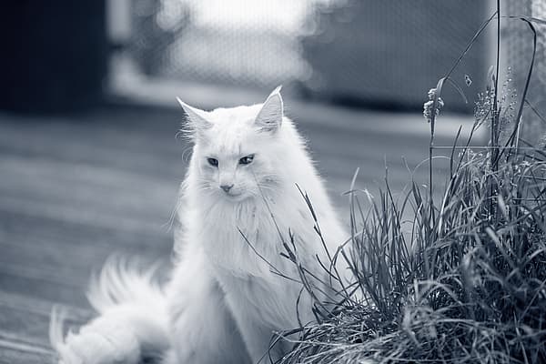 Een witte kat die naast een plant zit.