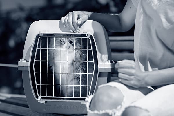 Een kat in een kooi.