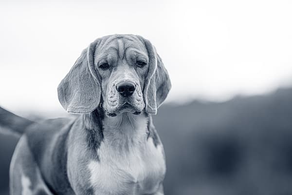 Een hond die de camera bekijkt.