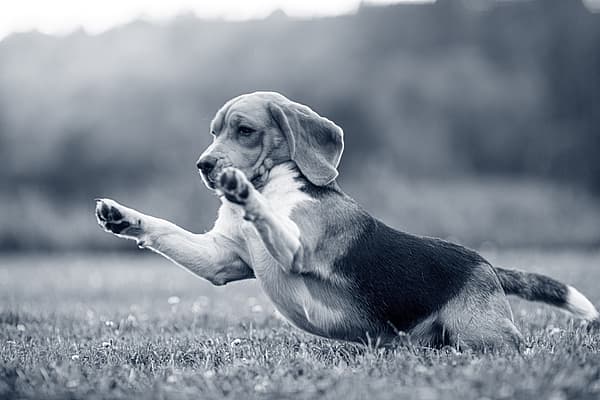 Een hond die in het gras springt.